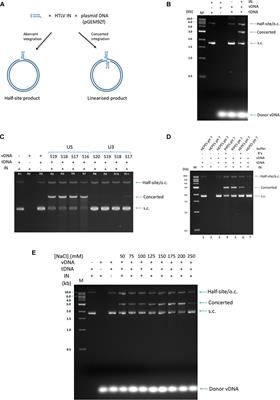 Inhibition of HTLV-1 Infection by HIV-1 First- and Second-Generation Integrase Strand Transfer Inhibitors